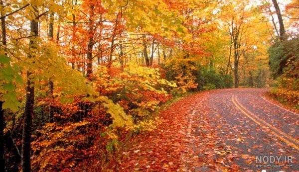 عکس برگ پاییزی برای پروفایل عکس برگ پاییزی برای پروفایل