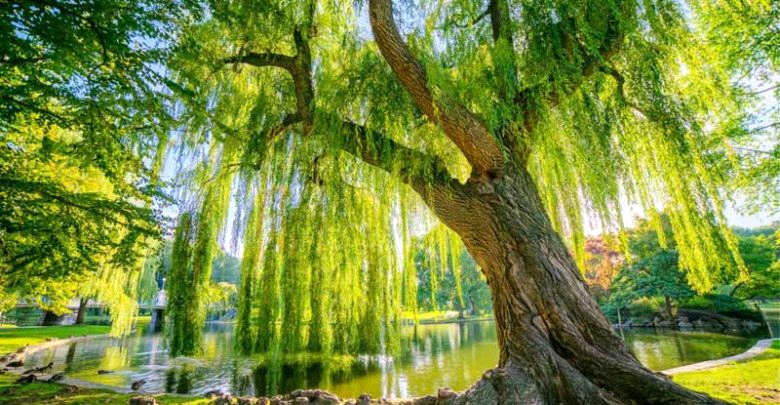 عکس درخت بید مجنون برای پروفایل عکس درخت بید مجنون برای پروفایل