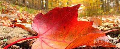 عکس غروب پاییز برای پروفایل