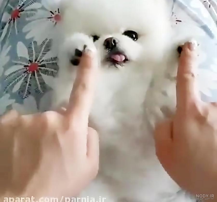 عکس نیکا فلاحی و برادرش عکس نیکا فلاحی و برادرش