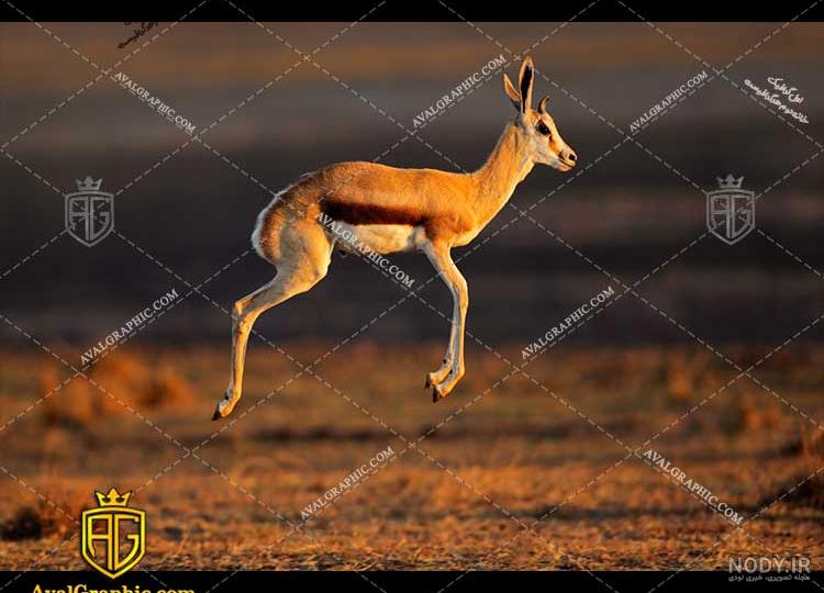 غذای بچه آهو غذای بچه آهو
