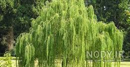 فروش نهال تبریزی در کرج فروش نهال تبریزی در کرج
