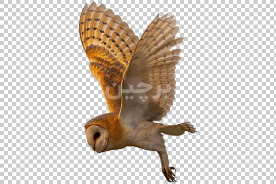 فیلم جغد