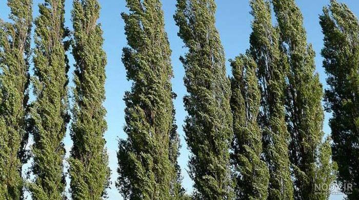 قیمت درخت صنوبر 5 ساله قیمت درخت صنوبر 5 ساله