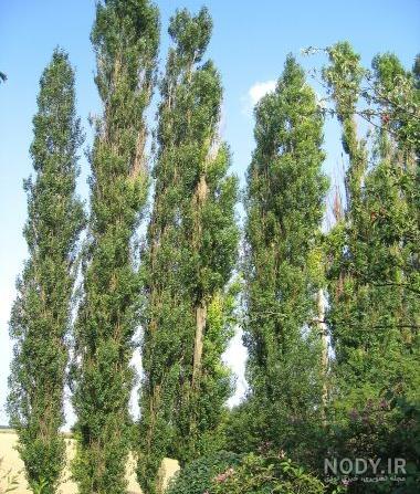 قیمت هر کیلو درخت صنوبر در سال ۹۹ قیمت هر کیلو درخت صنوبر در سال ۹۹