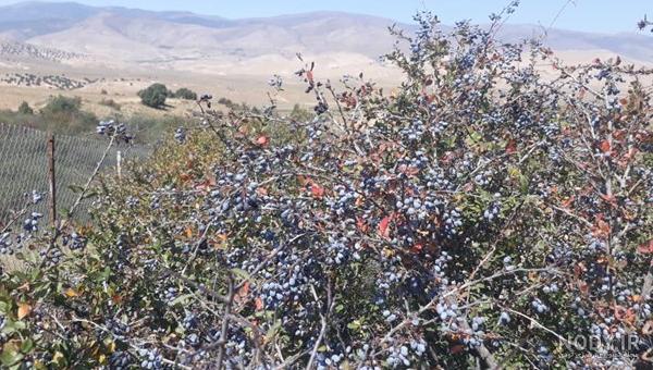 مضرات آب زرشک برای کبد