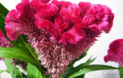 نگهداری گل تاج خروس دم روباهی نگهداری گل تاج خروس دم روباهی