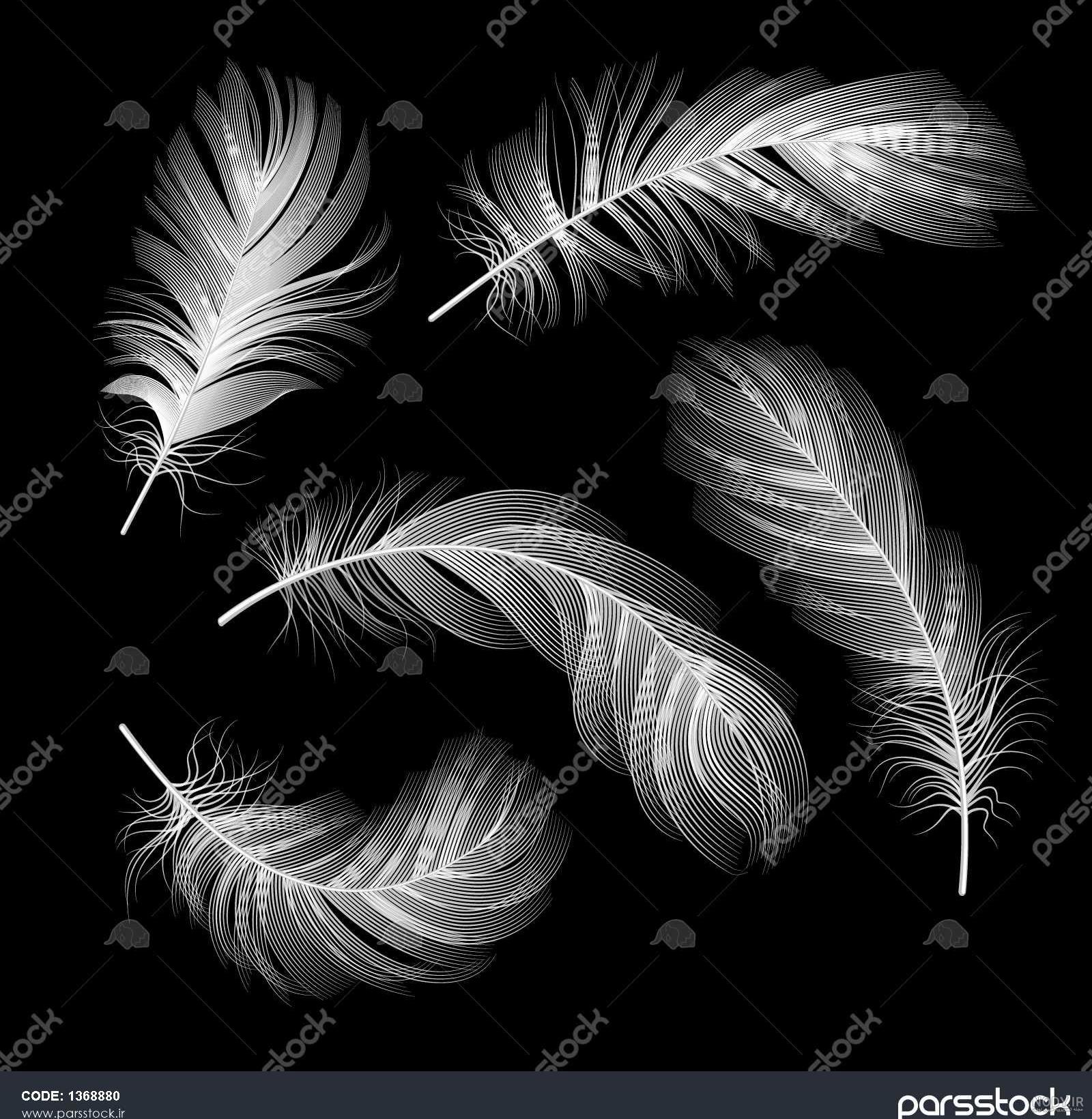 پر png پر png