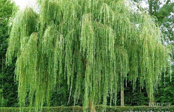 چرا به درخت بید مجنون میگویند چرا به درخت بید مجنون میگویند