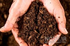 چگونه گیاهان موجب تشکیل خاک می شوند