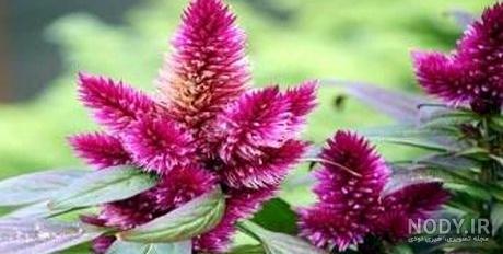 گل تاج خروسی گل تاج خروسی