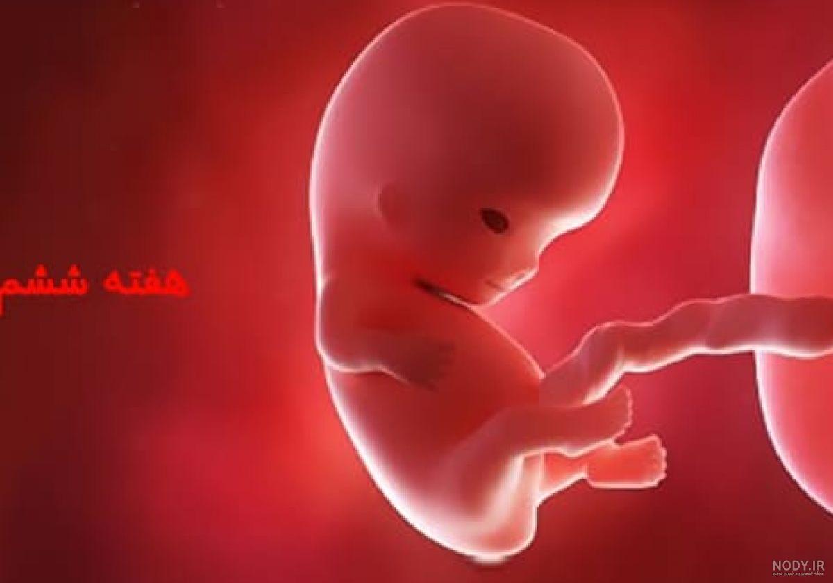 جنین سقط شده دو ماهه چه شکلی است
