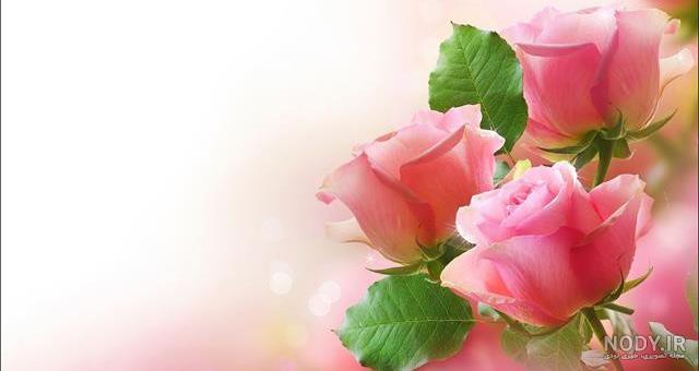 عکس تصویر گل رز