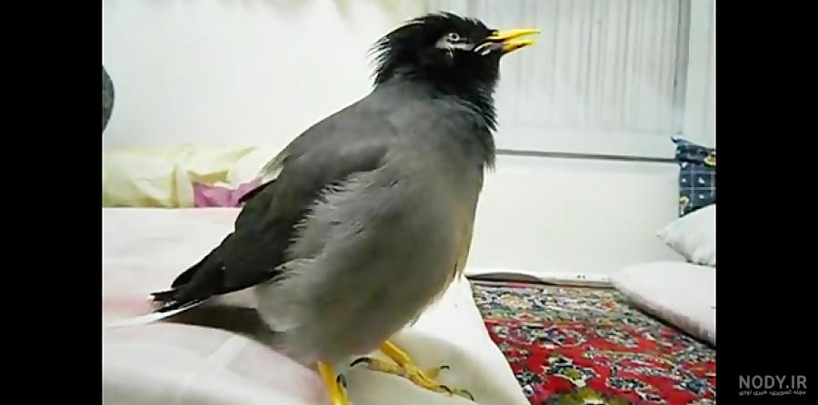 عکس مرغ مینا نر عکس مرغ مینا نر