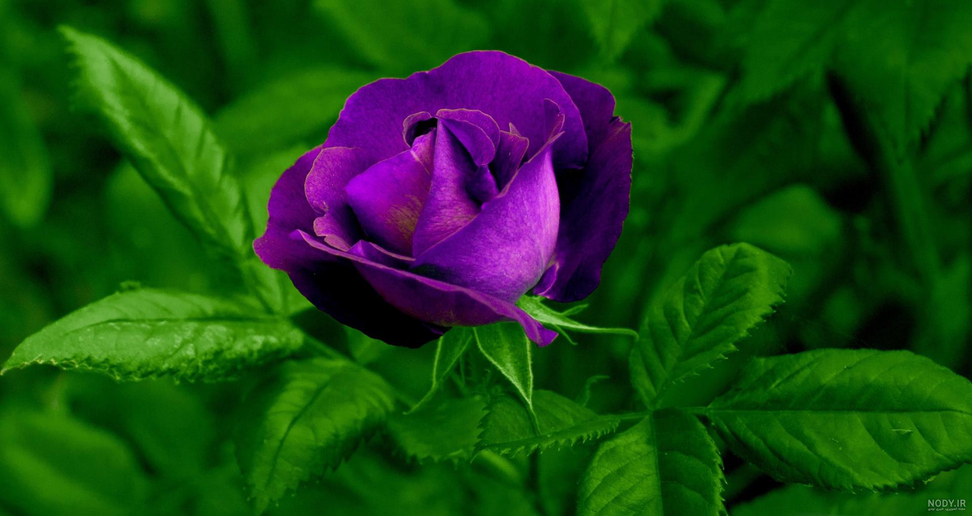 عکس گل نوشته دار
