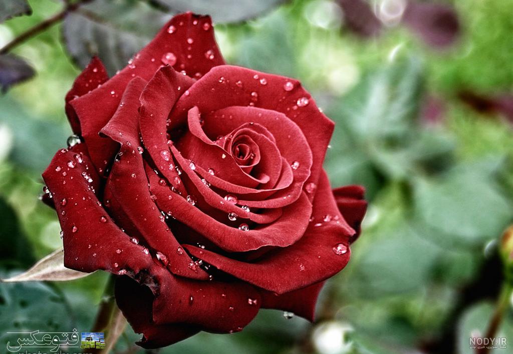 عکس گل نوشته دار غمگین