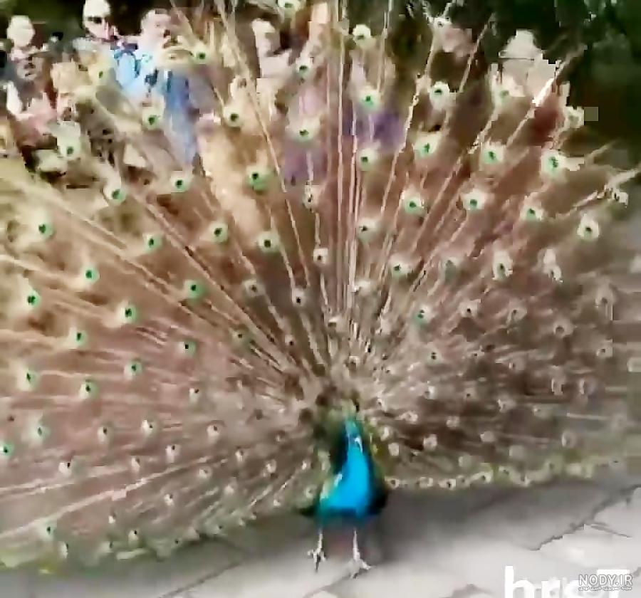 آهنگ طاووس