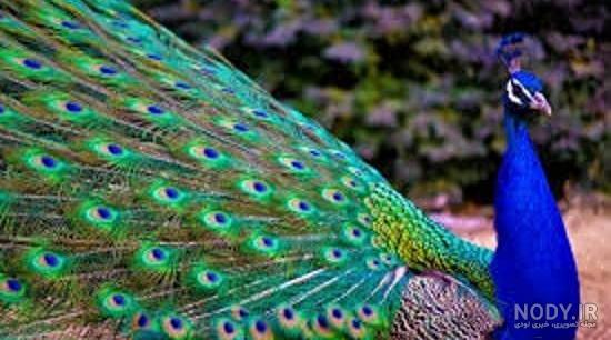 دانلود طاووس