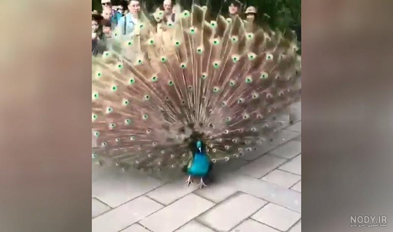 طاووس صورتی رنگ