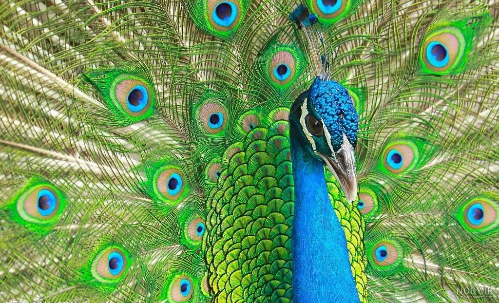طاووس مرضیه اپارات