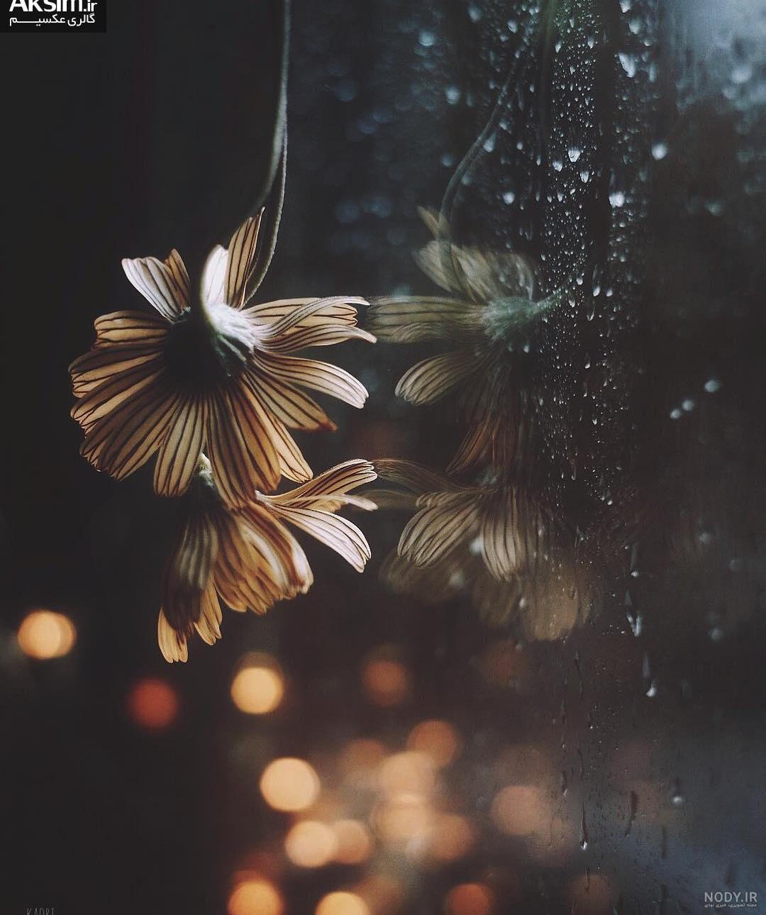عکس طبیعت ساده
