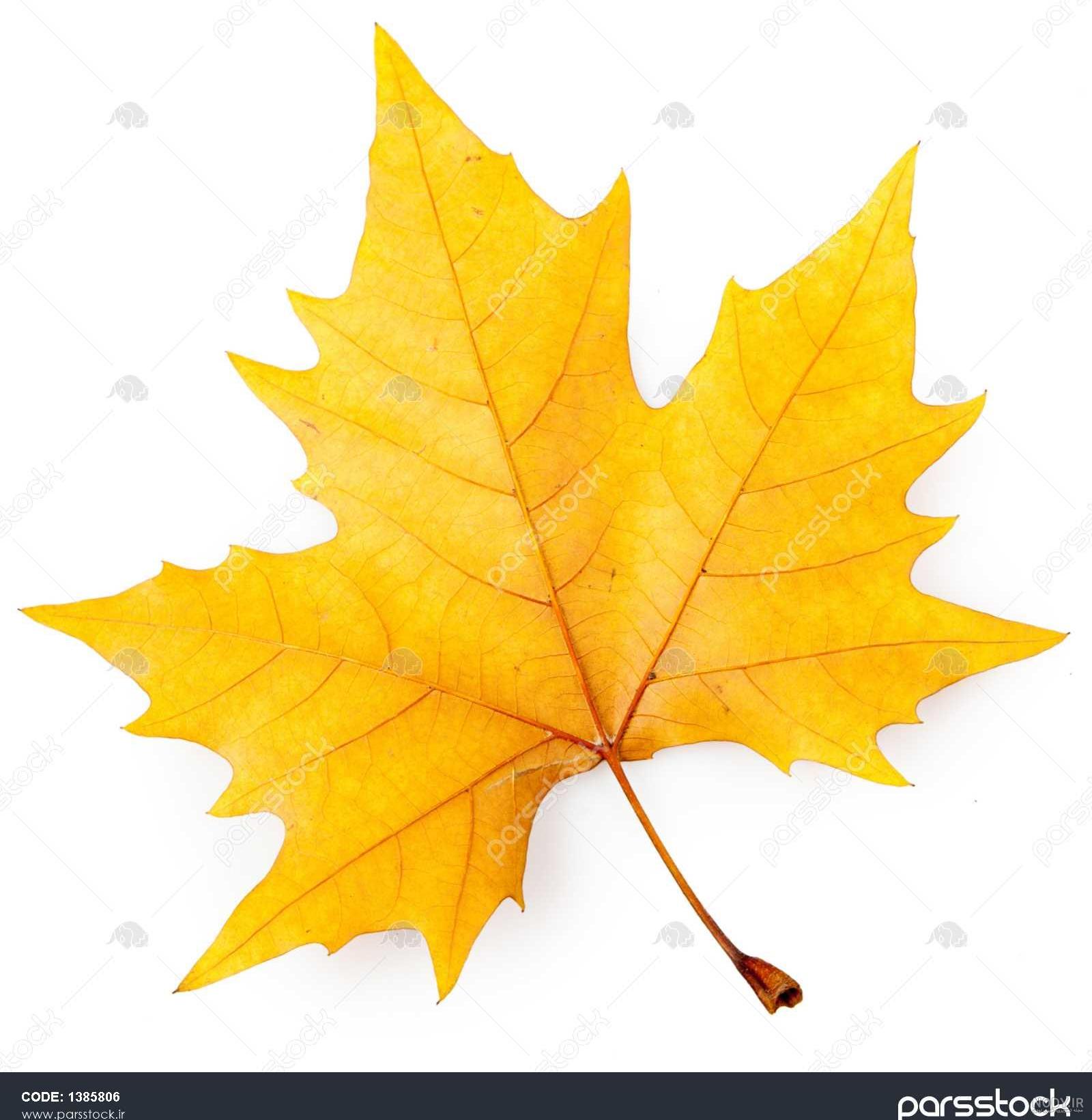 عکس نقاشی درخت چنار