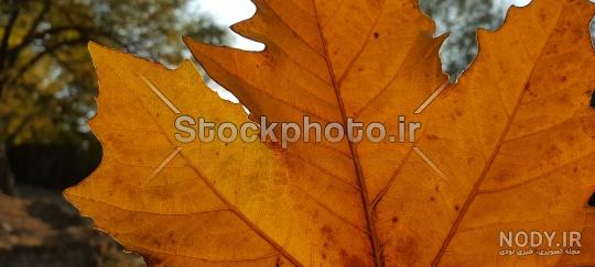 عکس نقاشی درخت چنار