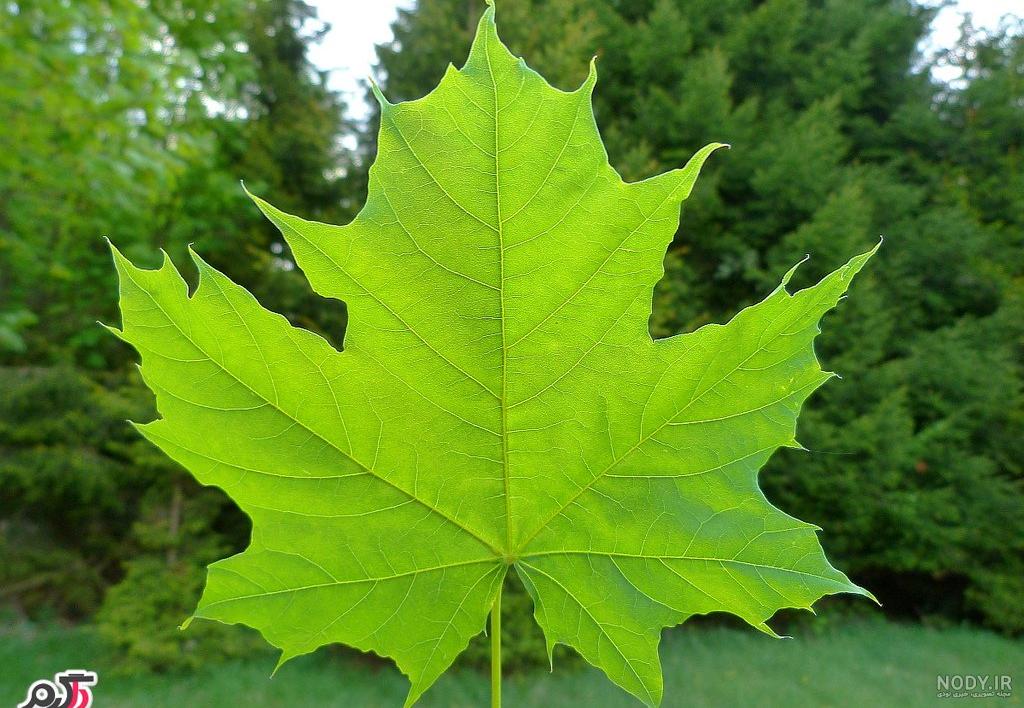  عکس برگ درخت چنار