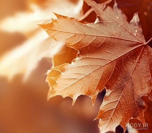  عکس برگ درخت چنار