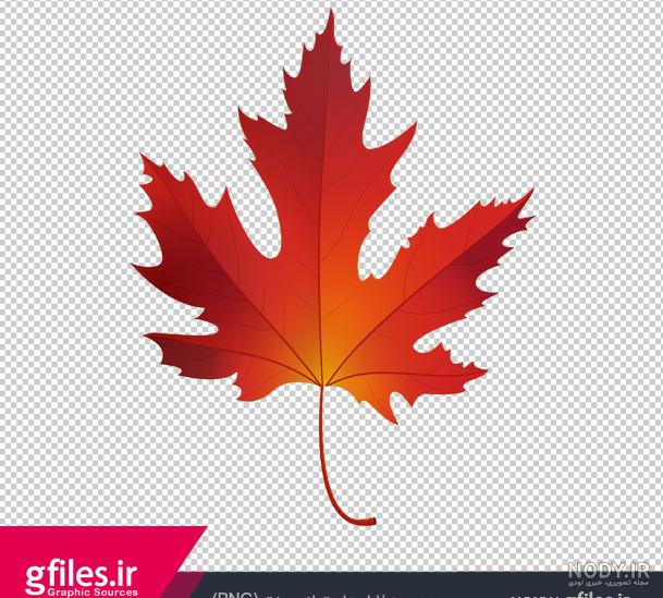 عکس برگ درخت چنار