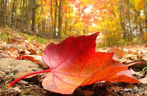 عکس نقاشی درخت چنار