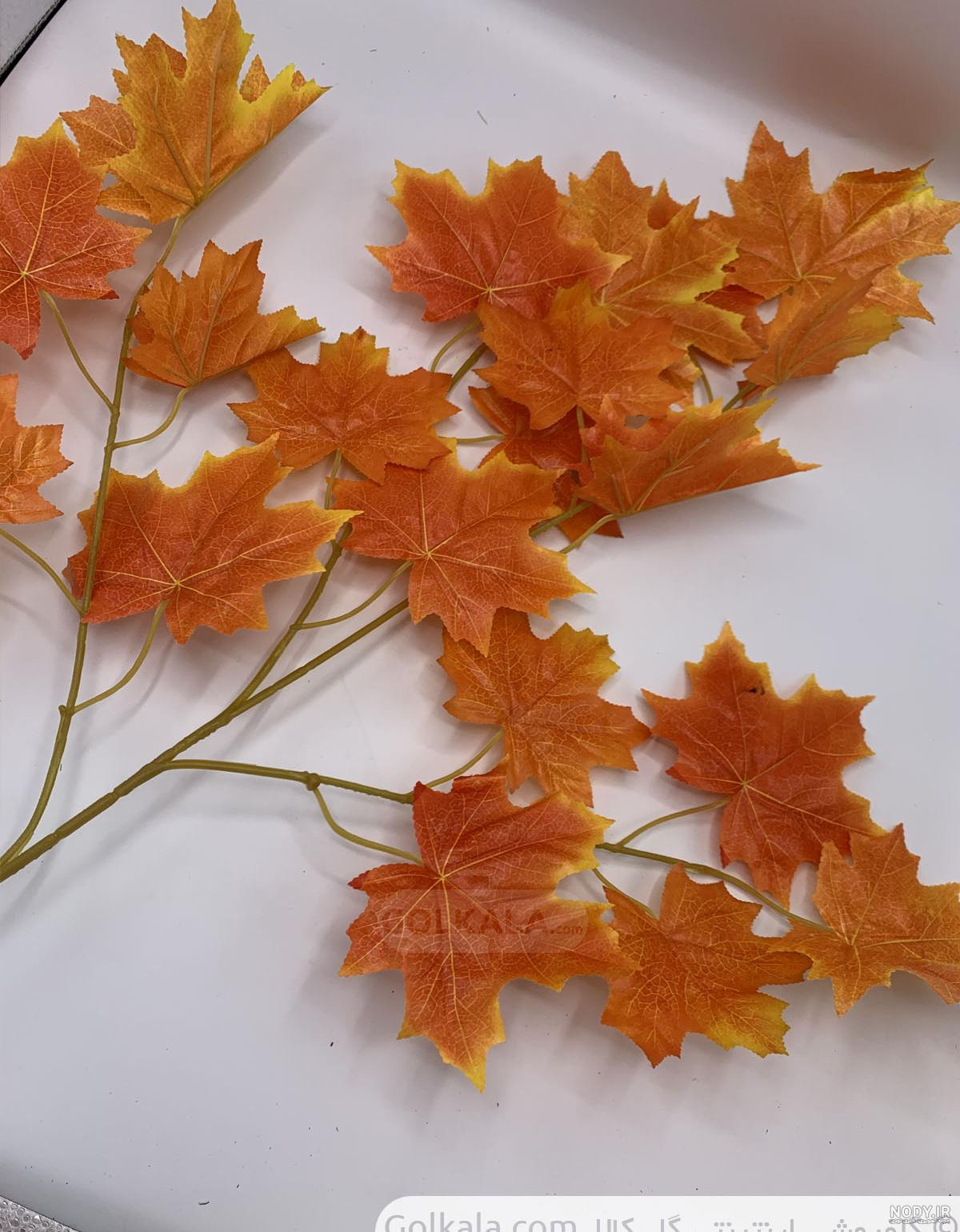  عکس برگ درخت چنار