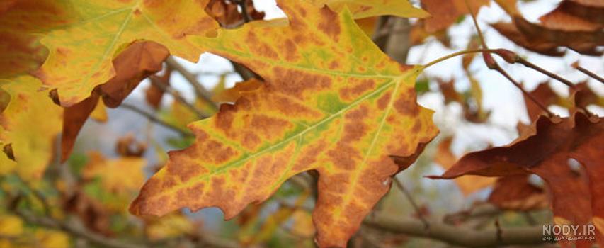 عکس نقاشی درخت چنار