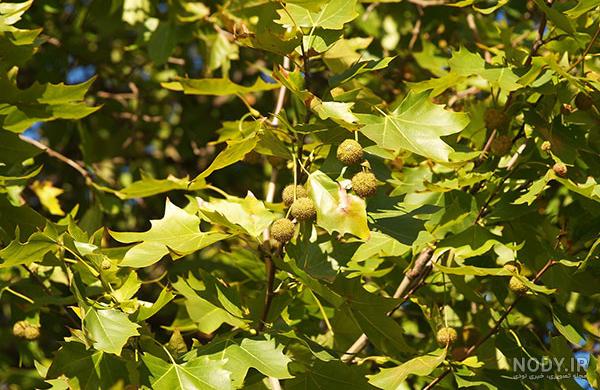  عکس برگ درخت چنار