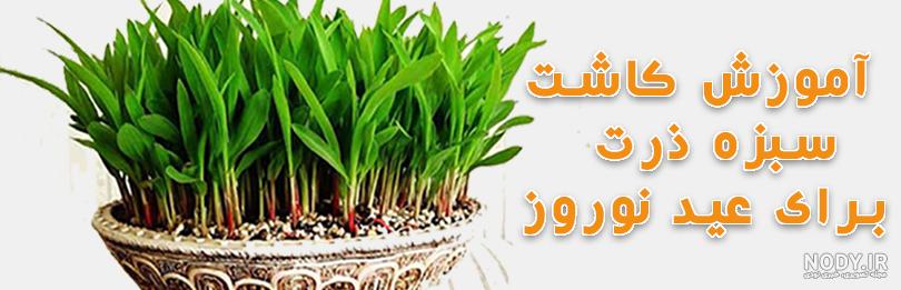 مدت زمان رشد ذرت علوفه ای مدت زمان رشد ذرت علوفه ای