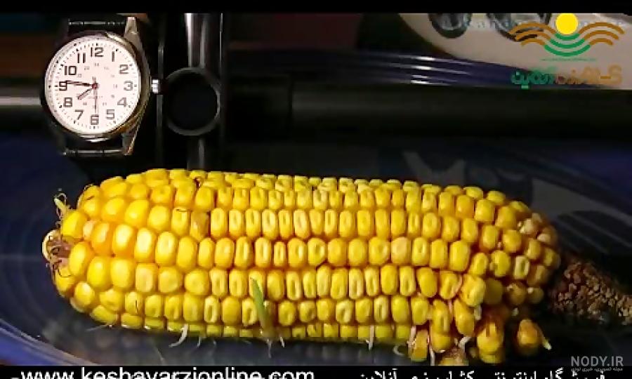کاشت ذرت علوفه ای کاشت ذرت علوفه ای