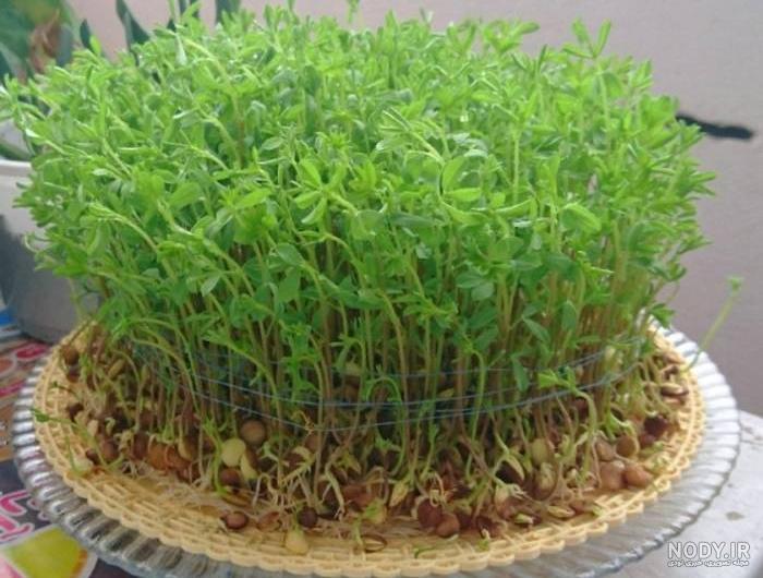 سبزه جو چیست