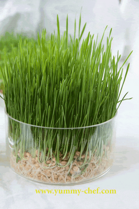 سبزه عدس برای عید