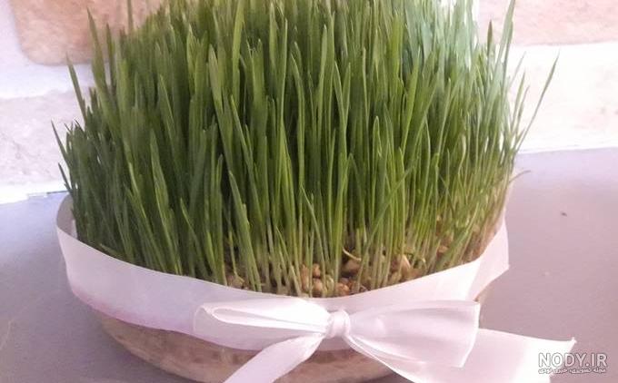 سبزه عید با گندم و ماش