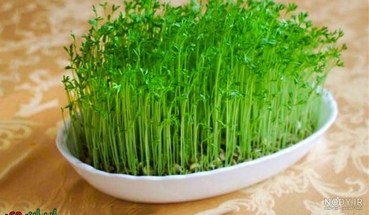 سبزه گندم پرپشت