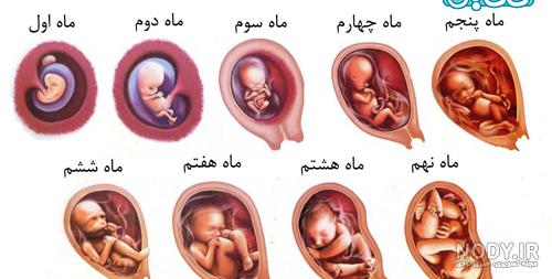 شکل جنین در ماه اول