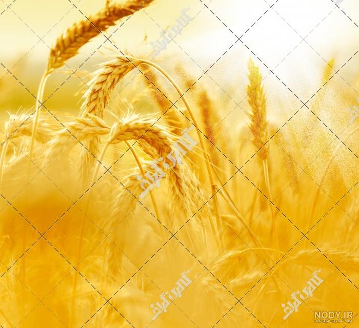 عکس خوشه انگور
