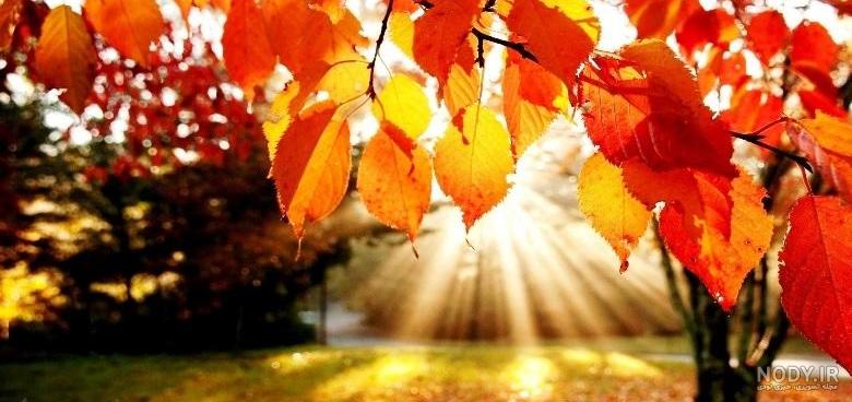 عکس درخت پاییزی عکس درخت پاییزی