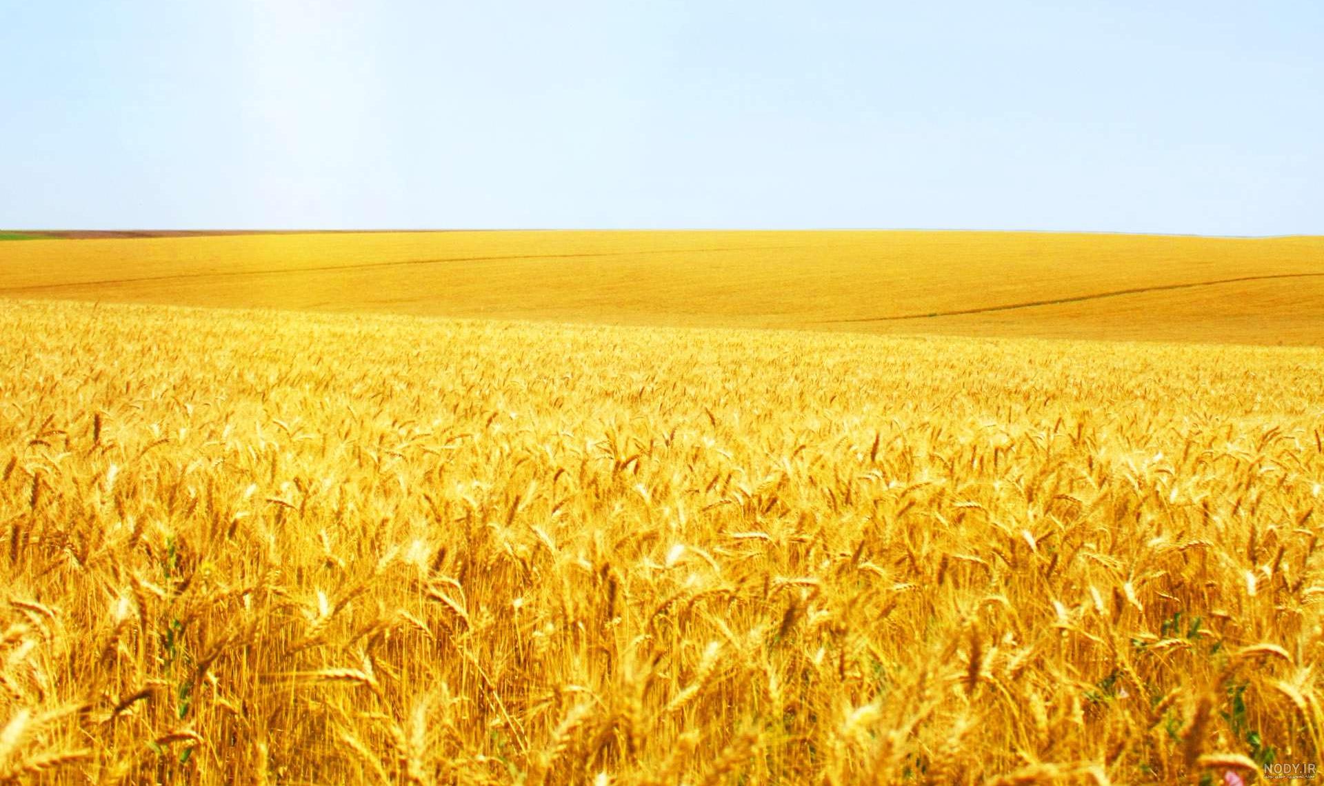 عکس زیبای گندم