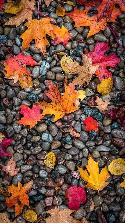 عکس پاییزی غمگین عکس پاییزی غمگین