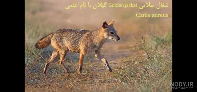 عکس کفتار