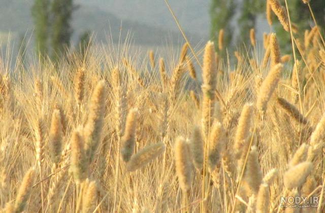 عکس گندم زار در فنگ شویی