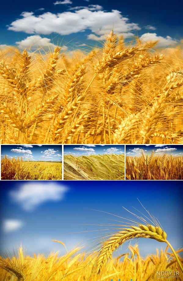 عکس گندم زار طلایی