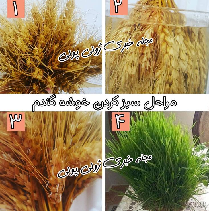 فیلم اموزش سبزه گندم