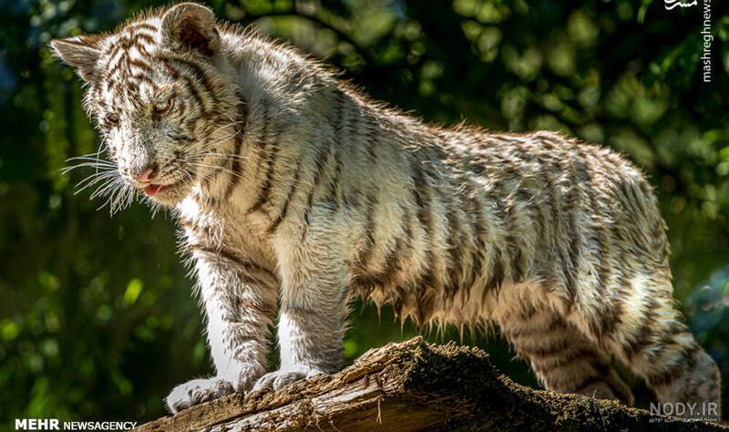 گربه سیاه به زبان فرانسوی
